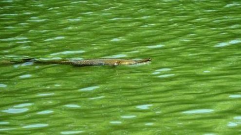 日護城河驚見　一億年巨大食肉魚出沒
