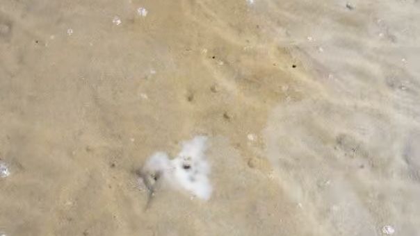 海灘拍到這生物　下一秒成限制級畫面