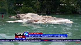 印尼,海邊,海怪,不明生物,神秘物種,屍體,擱淺,血水,汙染 圖／翻攝自YouTube