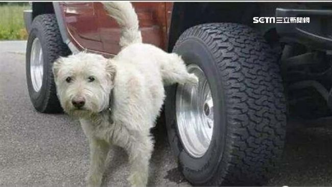 車主出奇招　輪胎綁一條這個防狗便溺
