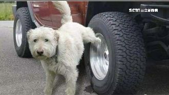 車主出奇招　輪胎綁一條這個防狗便溺
