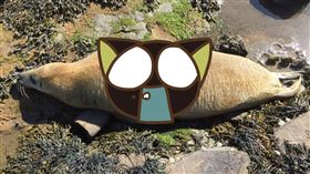 海豹,橡膠圈,海洋垃圾,生物,海洋,英國.動保人員　圖／翻攝自。聖瑪麗海豹監察組織臉書https://goo.gl/Gt4ZYY