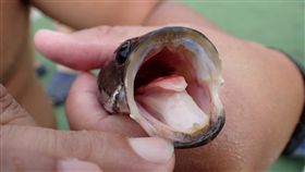 台東,活水湖,泰國鱧,線鱧,外來種(https://www.facebook.com/taitungwlsa/posts/757868277714982)