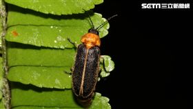 春天賞螢好時節　認識四大螢火蟲（圖／農委會特生中心）