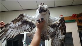 二級珍稀野生動物  魚鷹落難獲救
苗栗縣政府農業處15日指出，1隻列為二級珍貴稀有野
生動物的魚鷹，被發現掉落在頭屋鄉中正路上，經獸醫
師檢查不排除是捕食獵物時撞擊受傷，恢復狀況良好將
擇期進行野放。
（苗栗縣政府提供）
中央社記者管瑞平傳真  106年5月15日