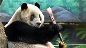 桂竹筍一直是大貓熊家族的最愛，台北市動物園今年改訂購「桂竹」中有「貴族」之稱的「轎篙筍」，讓大貓熊家族換換口味，圖為「圓圓」開心吃著轎篙筍。（台北市動物園提供）
中央社記者梁珮綺傳真　106年5月15日
