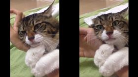 山田緊抱主人的右手不放，非常黏人。（合成圖／翻攝自推特帳號：@Kirika_ma_cos）