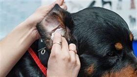 寵物滔客(圖片版權屬於滔客線上雜誌)