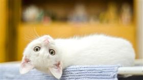 寵物滔客(圖片版權屬於滔客線上雜誌)