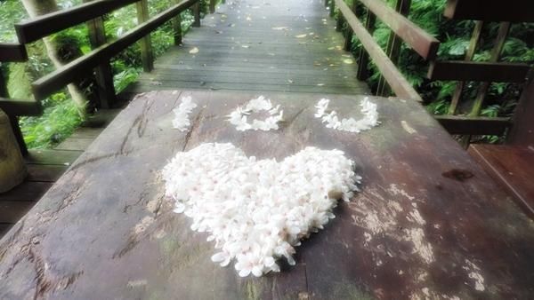 白花桐雪，台北近郊賞桐好去處