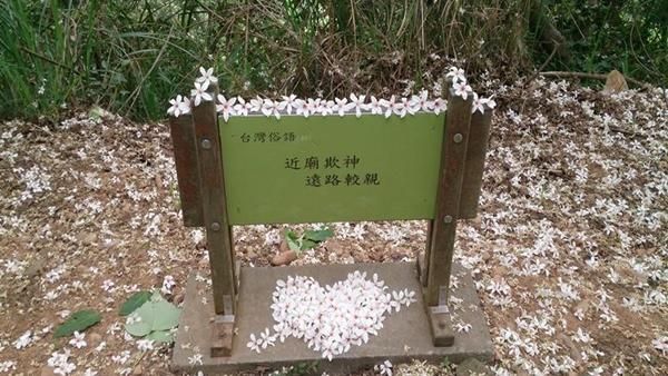 【苗栗、彰化】著名的桐花秘境