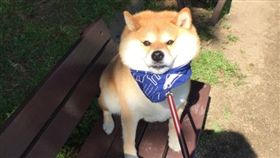 柴犬,小花,柴柴,長椅,拉繩,公園,散步,休息　圖／翻攝自柴犬小花推特https://goo.gl/keSUjx