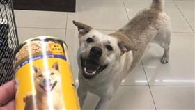 米克斯,狗,萌,寵物,毛孩,愛上毛們
(圖片來源:臉書社團@米克斯傳奇)