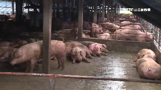 稀釋豬疫苗十萬劑　兩黑心藥商被收押