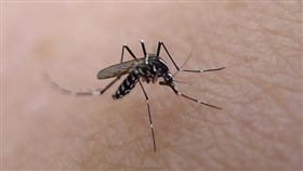 登革熱,蚊子,DEET,防蚊液（圖／攝影者John Tann,flickr CC License／網址http://bit.ly/1Nwkhnc）