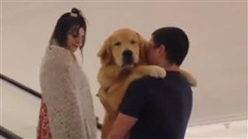 黃金,狗,寵物,萌,愛上毛們,毛孩
(圖片來源:臉書社團米克斯傳奇)