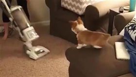 柯基,寵物,毛孩,萌,愛上毛們
(圖片來源:ig@pipers_corgi_days)