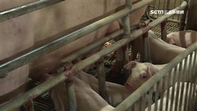 -肉豬-豬隻-豬肉-豬農-防疫-口蹄疫-