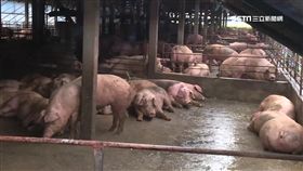 -肉豬-豬隻-豬肉-豬農-防疫-口蹄疫-