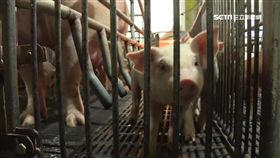 -肉豬-豬隻-豬肉-豬農-防疫-口蹄疫-