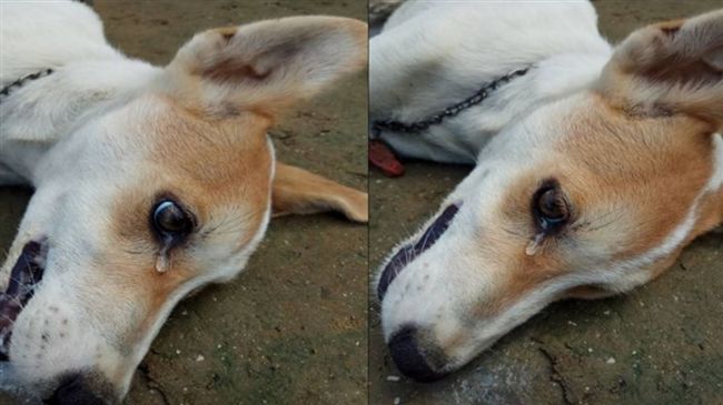 忠犬護主遭竊賊下毒　死前竟掉下眼淚