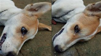 忠犬護主遭竊賊下毒　死前竟掉下眼淚