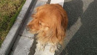 黃金獵犬「被遺忘」…堅守原地等主人
