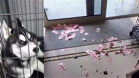 哈士奇.月月,二哈,私房錢,老婆,老公,偷藏,訓練　圖／翻攝自萌寵逗樂秀微博　https://goo.gl/aHZZQZ