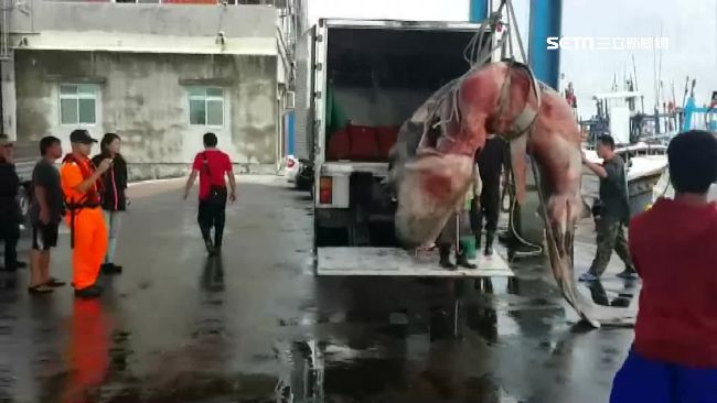 稀有「巨口鯊」遭捕獲　慘成海產佳餚