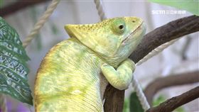 台首間爬蟲餐廳 用餐體驗摸蛇.抱南美蜥