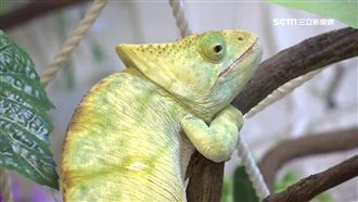 台首間爬蟲餐廳　王蛇、蜥蜴可愛互動