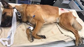 Casper,川普,保安人員,美國總統,卡斯帕,警犬,擋子彈,槍戰,通緝犯,Phillip O'Shea　圖／翻攝自PBSO推特
 https://goo.gl/f06PRW