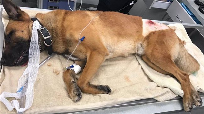 曾捍衛川普警犬　竟捨身替夥伴檔子彈