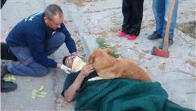 阿根廷,忠犬,毛小孩,腦震盪,Jesus Hueche,狗　圖／翻攝自臉書