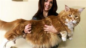 圖取自instagram「omar_mainecoon」