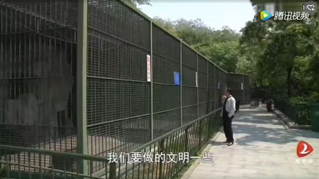 餵熊慘遭斷指　陸男怪動物園沒保護他