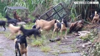 惡女飼主棄養50隻狗　遭重罰45萬