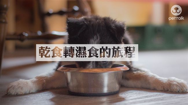 毛爸媽必知！貓狗乾飼料轉濕食這樣做