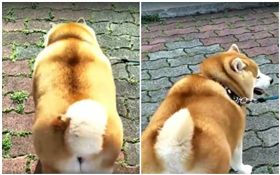 阿嬤養的狗？　柴犬被主人養成胖柯基