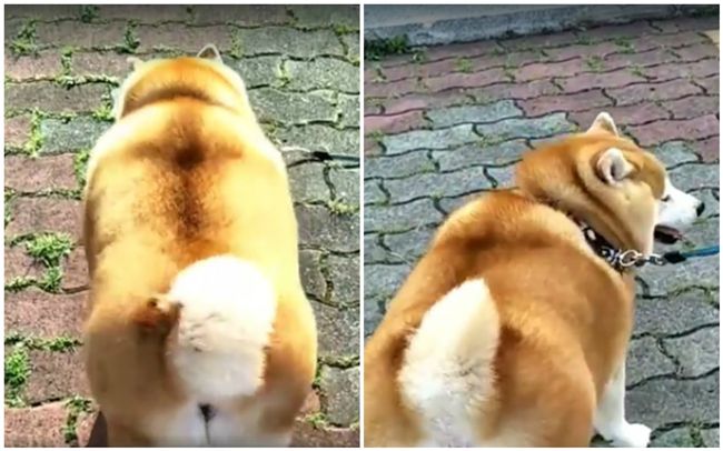 阿嬤養的狗？柴犬被主人養成胖柯基