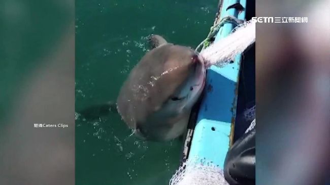 捕魚捕到大白鯊！漁夫搏命出拳擊退牠