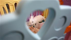 兔子（圖／路透社／達志影像）