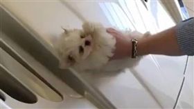 跑車,打蠟,狗,毛小孩,海綿,瑪莎拉蒂MC12　圖／翻攝自ig