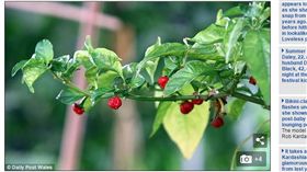 英國廚師培育出世界最辣的龍息辣椒（圖／翻攝自每日郵報）