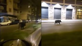 16:9
造成1億英鎊損失！羅馬野豬橫行災害頻傳　還撞死機車騎士
圖／翻攝自ER ZACCAGNA YouTube
https://www.youtube.com/watch?v=gHvjWWeJxpY