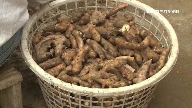 1322箱老薑因颱風泡水遭倉儲業者丟棄,批發商怒告求償,獲賠159萬8298元。(示意圖/資料照片)