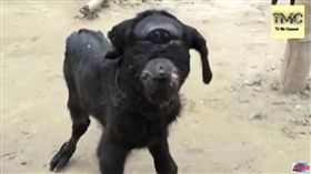 印度，小羊，獨眼小羊（圖／翻攝自YouTube）