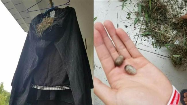 男大生晾衣服不收　鳥飛來築巢還下蛋