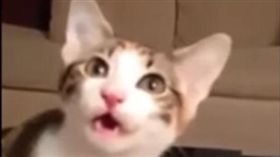 攻占地球失敗！喵星人的天敵出現了！