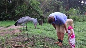 鞠躬,禮貌,Shoebill Stalk,烏干達野生動物教育中心,烏干達　圖／翻攝自臉書